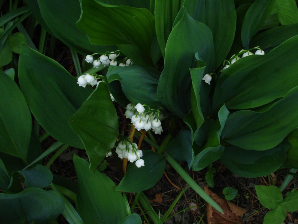 lilly-of-the-valley